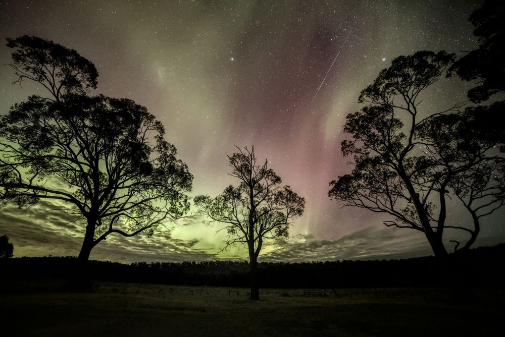 Three silhouetted trees framing spectacular green and purple aurora australis display in starry night sky.