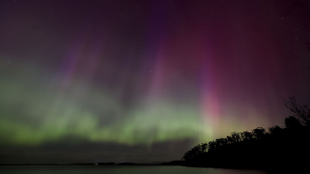 Vibrant aurora borealis illuminates the night sky with green and purple hues over a dark treeline.