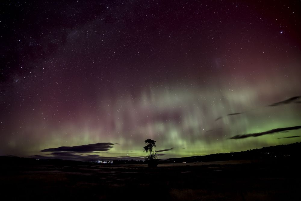 Aurora borealis illuminates night sky with vivid green and purple lights above silhouetted tree and dark landscape.