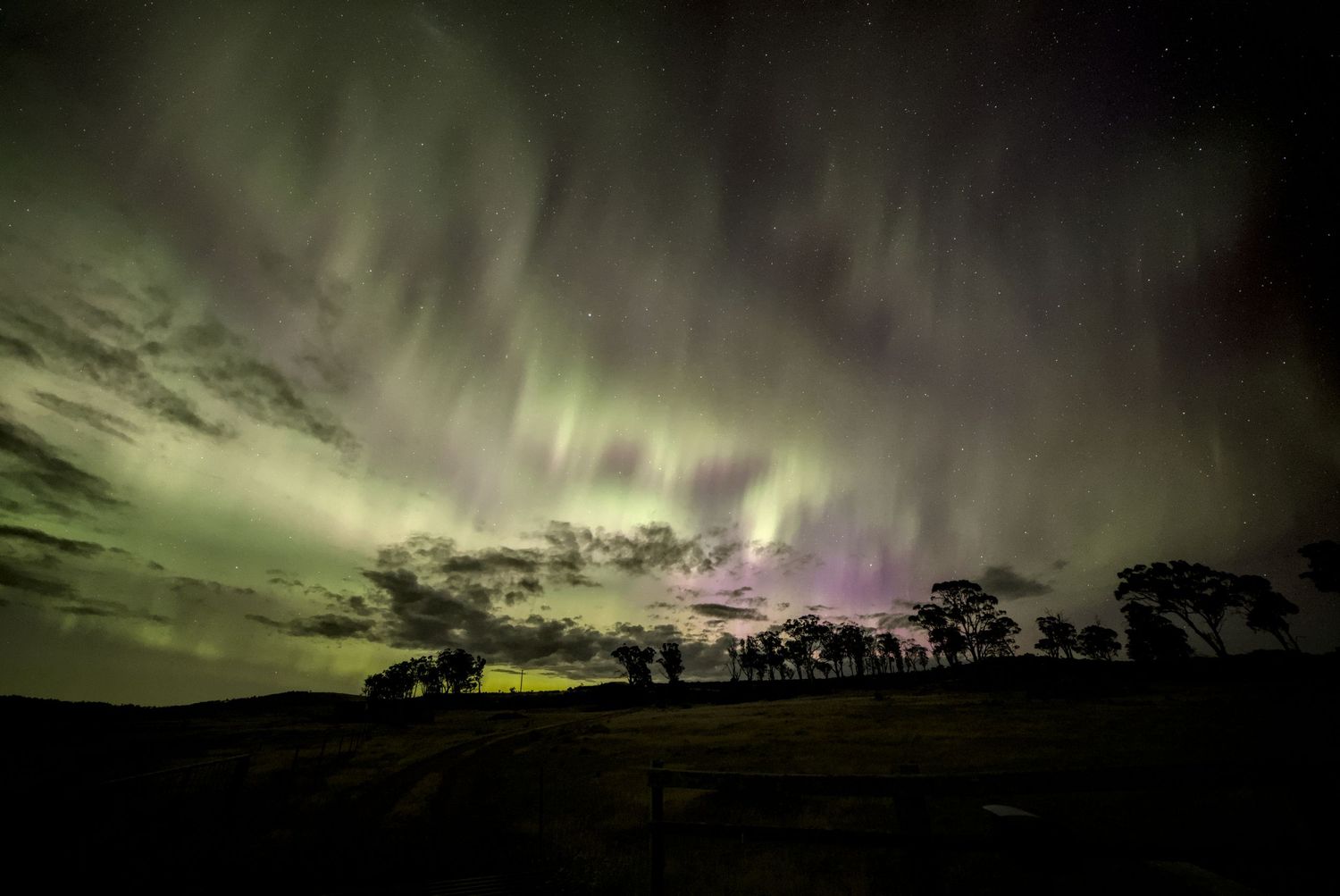Dramatic aurora australis with green and purple lights swirling over silhouetted trees on a hill.