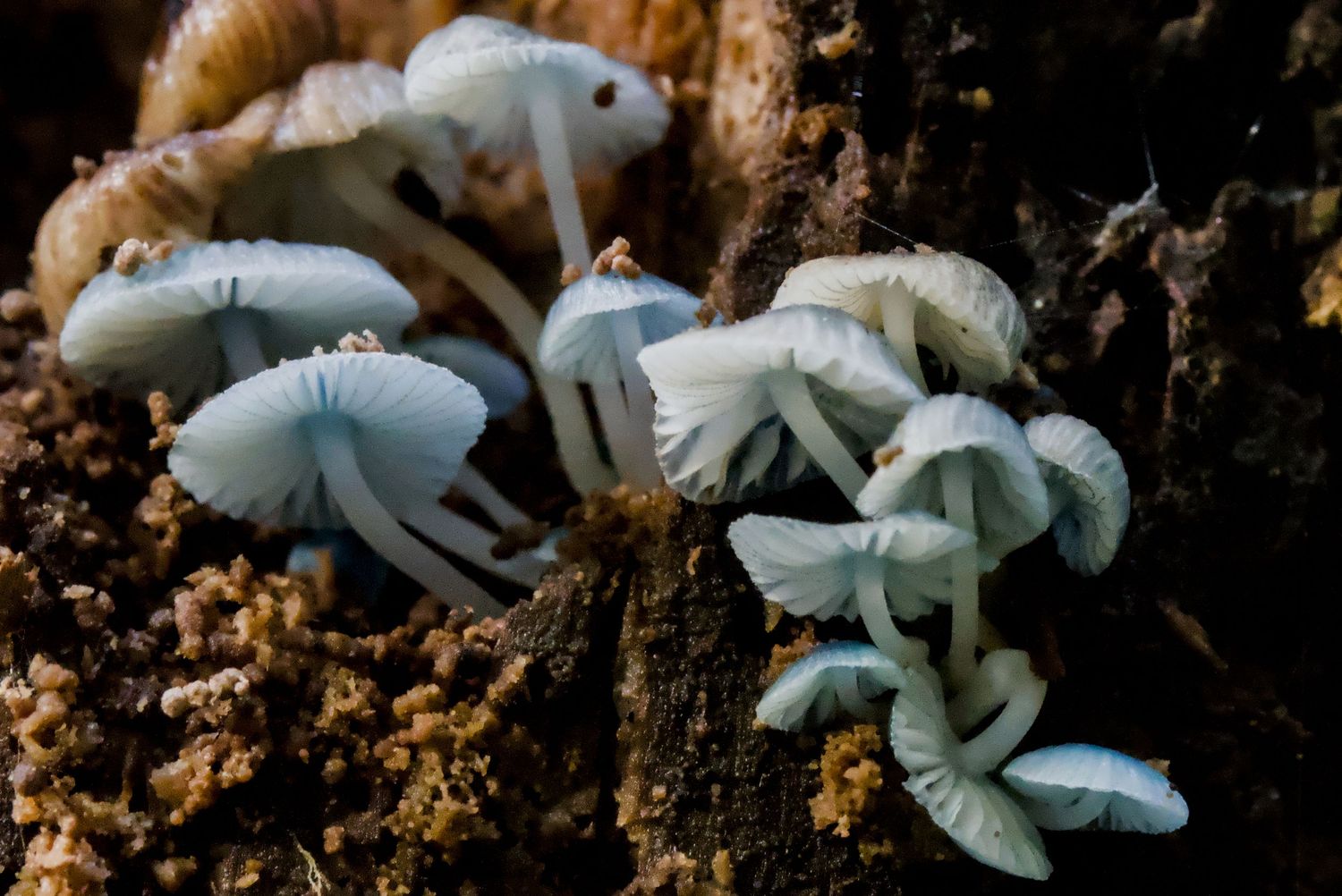 Cluster of delicate pale blue ghost fungus mushrooms growing on decaying wood in low light.
