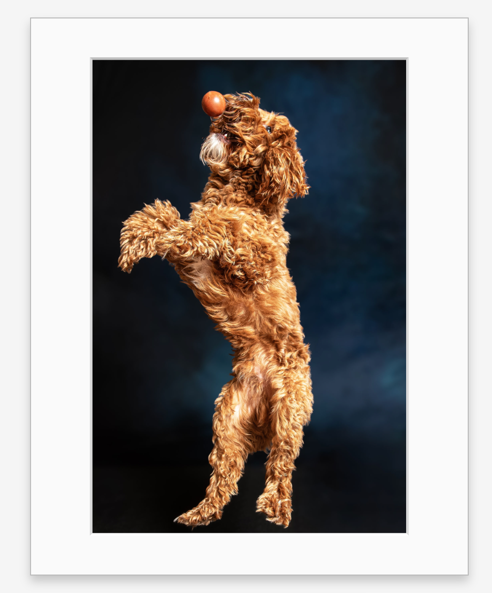Golden glowing poodle dog art print hanging on dark wall in modern interior with natural light and tropical plant.