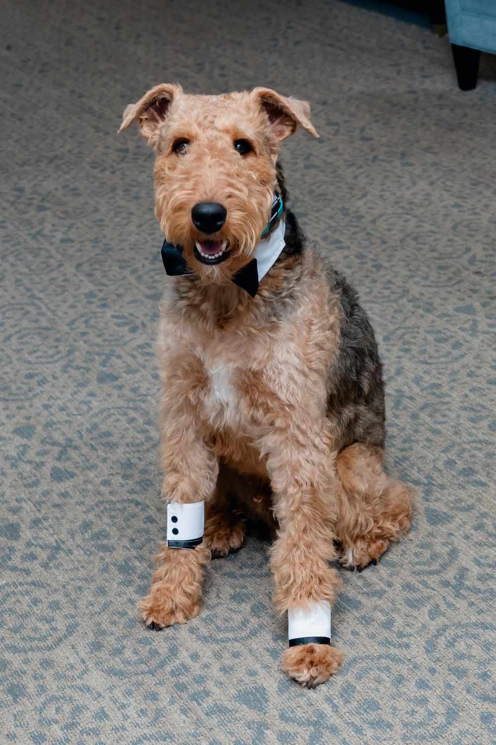 Wedding Photographer Dog Photography Virginia