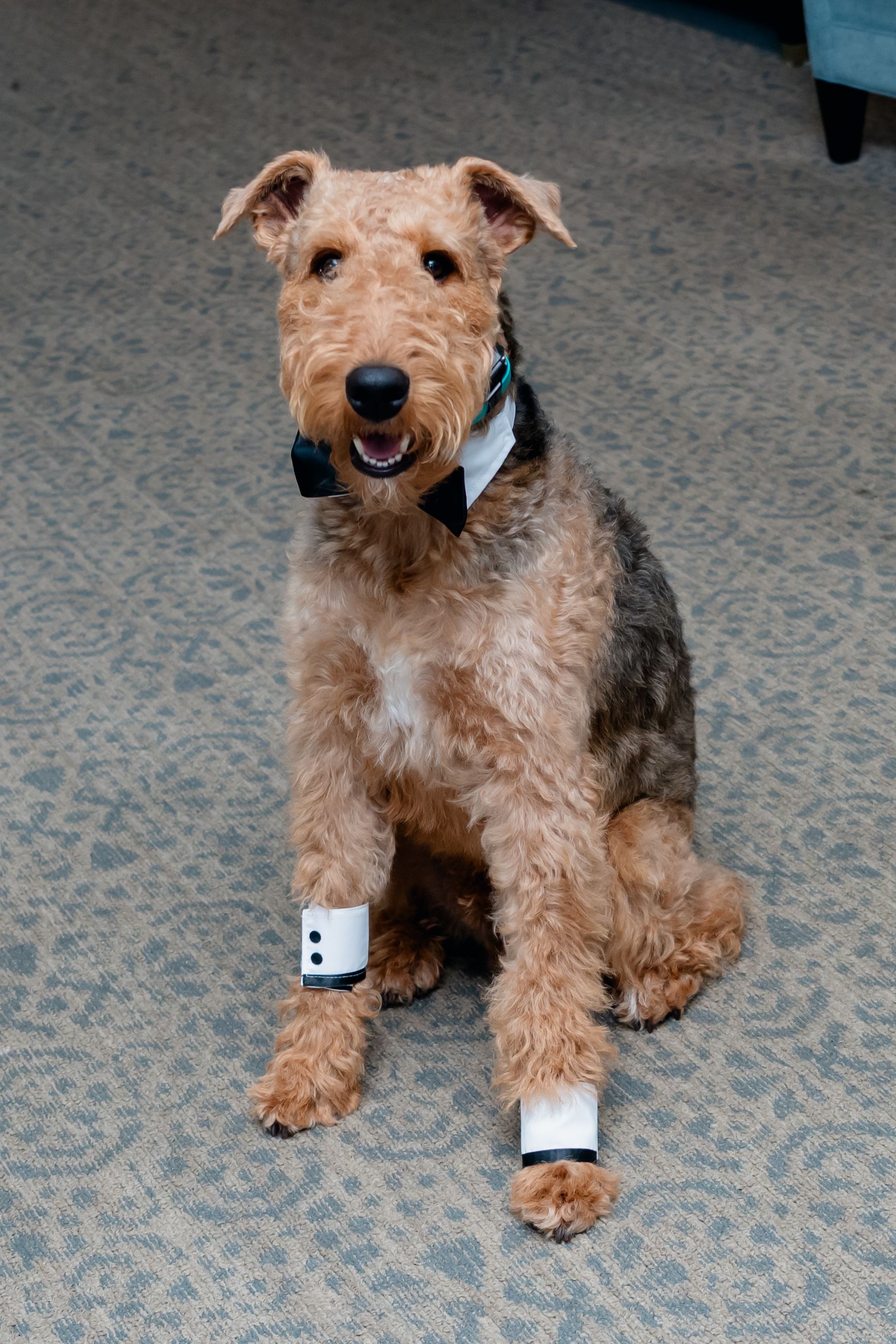 Wedding Photographer Dog Photography Virginia