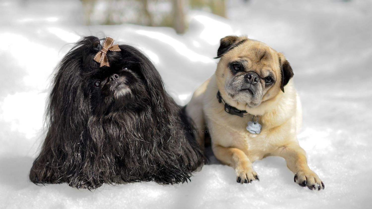 A black Pomeranian and fawn Pug lying together in the snow
