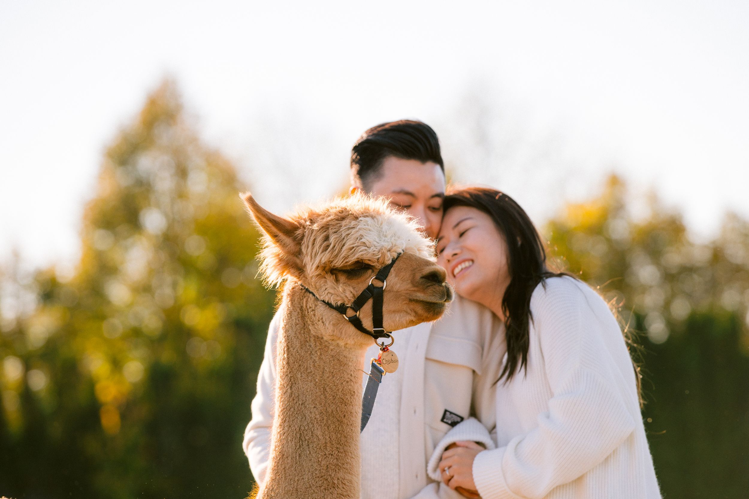 An alpaca photobombs a couple's portrait with a funny expression in warm sunlight.