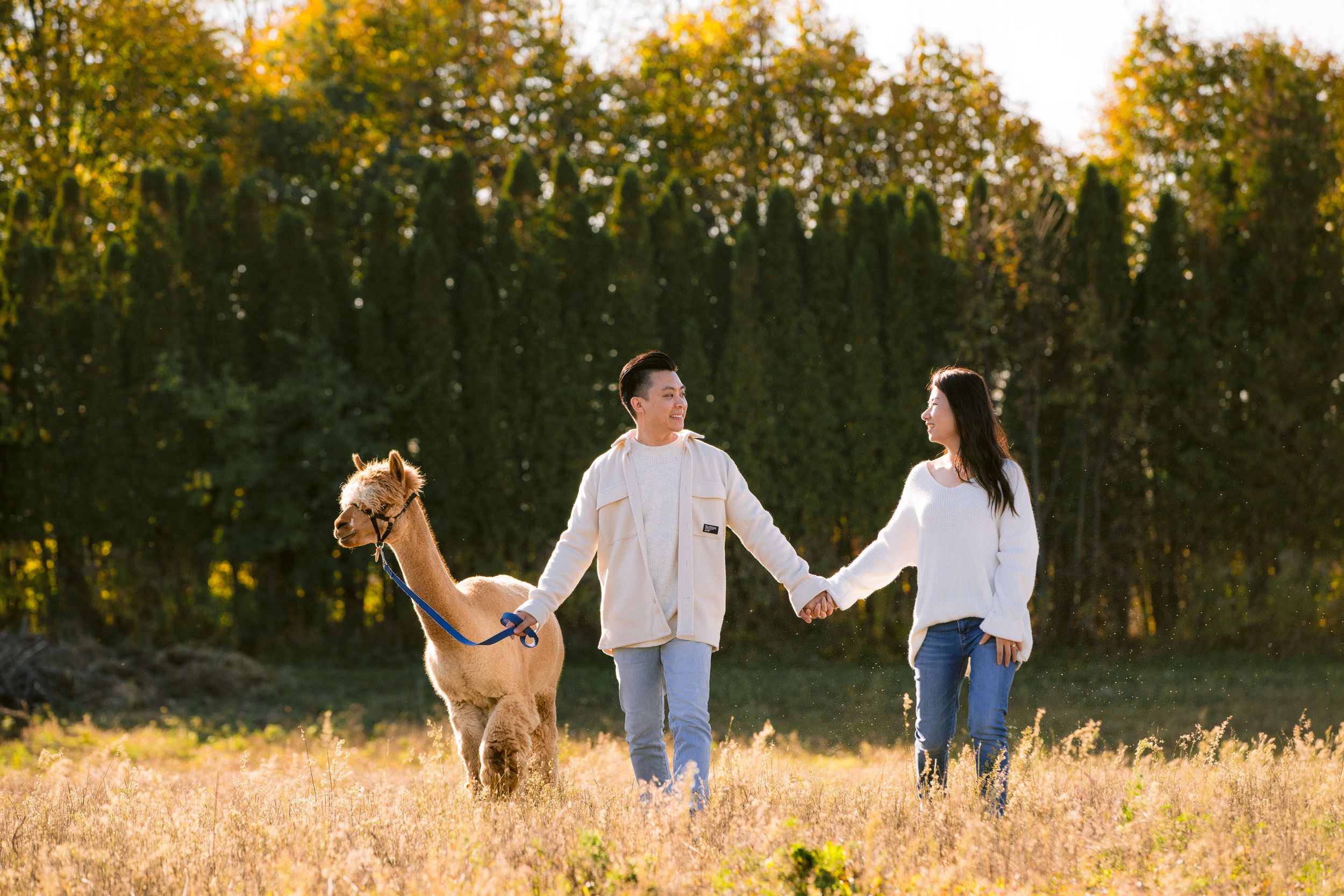 A couple walking with their alpaca through a golden autumn field at sunset.