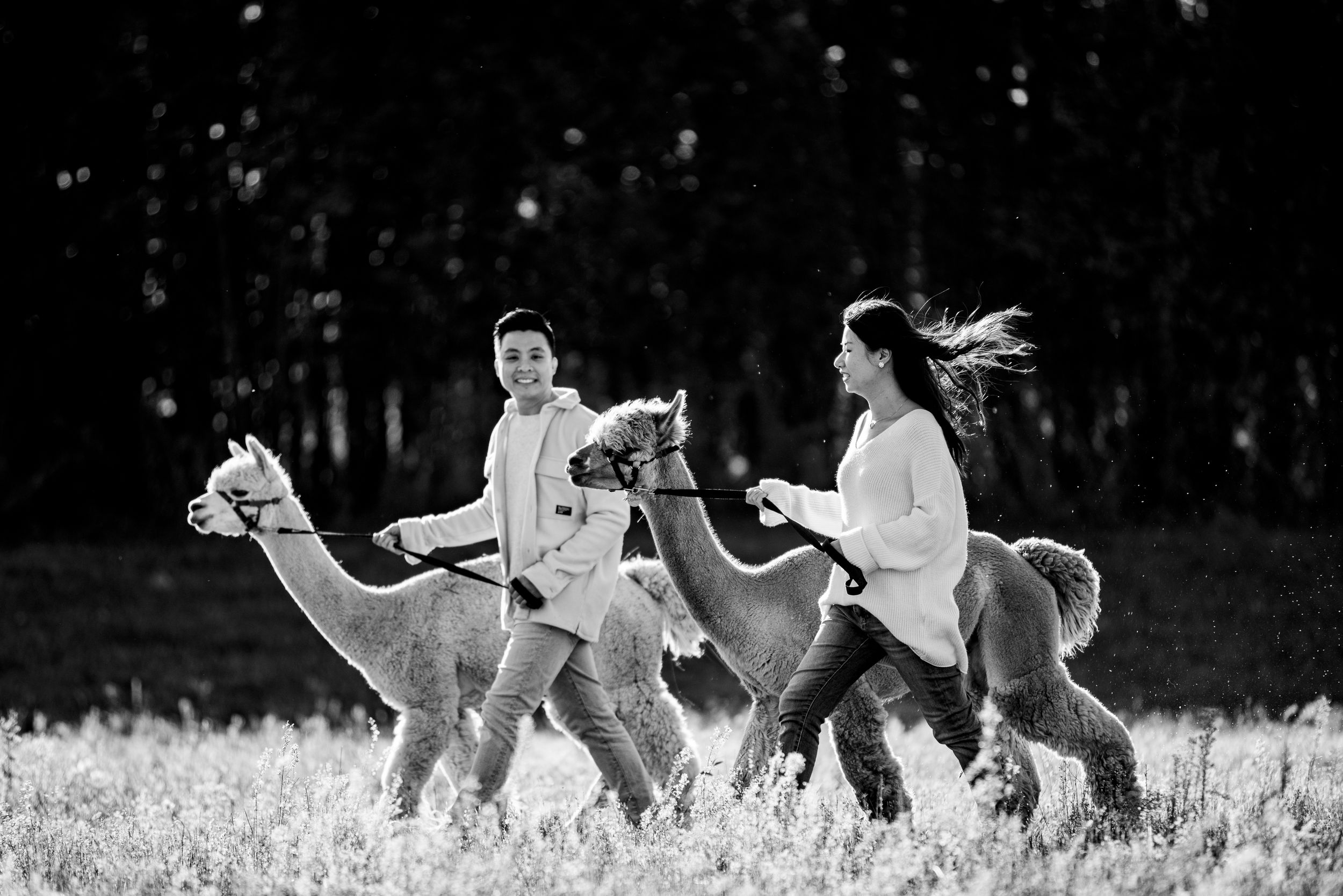 A couple walks with two playful alpacas in a field, captured in black and white.