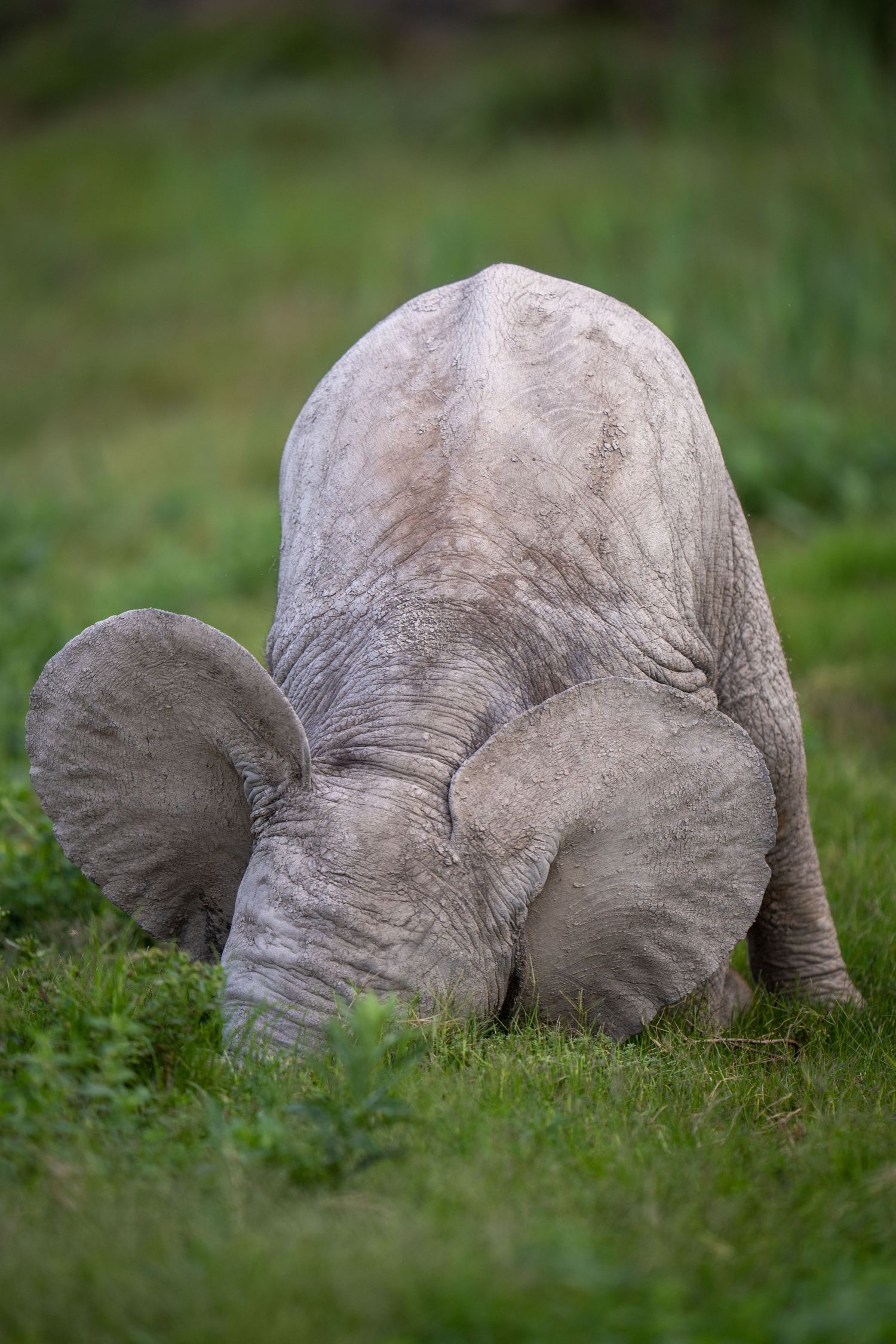 A close-up rear view of a baby elephant showing its wrinkled skin and large ears in green grass.