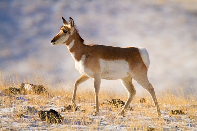 Pronghorn in Yellowstone National Park in winter