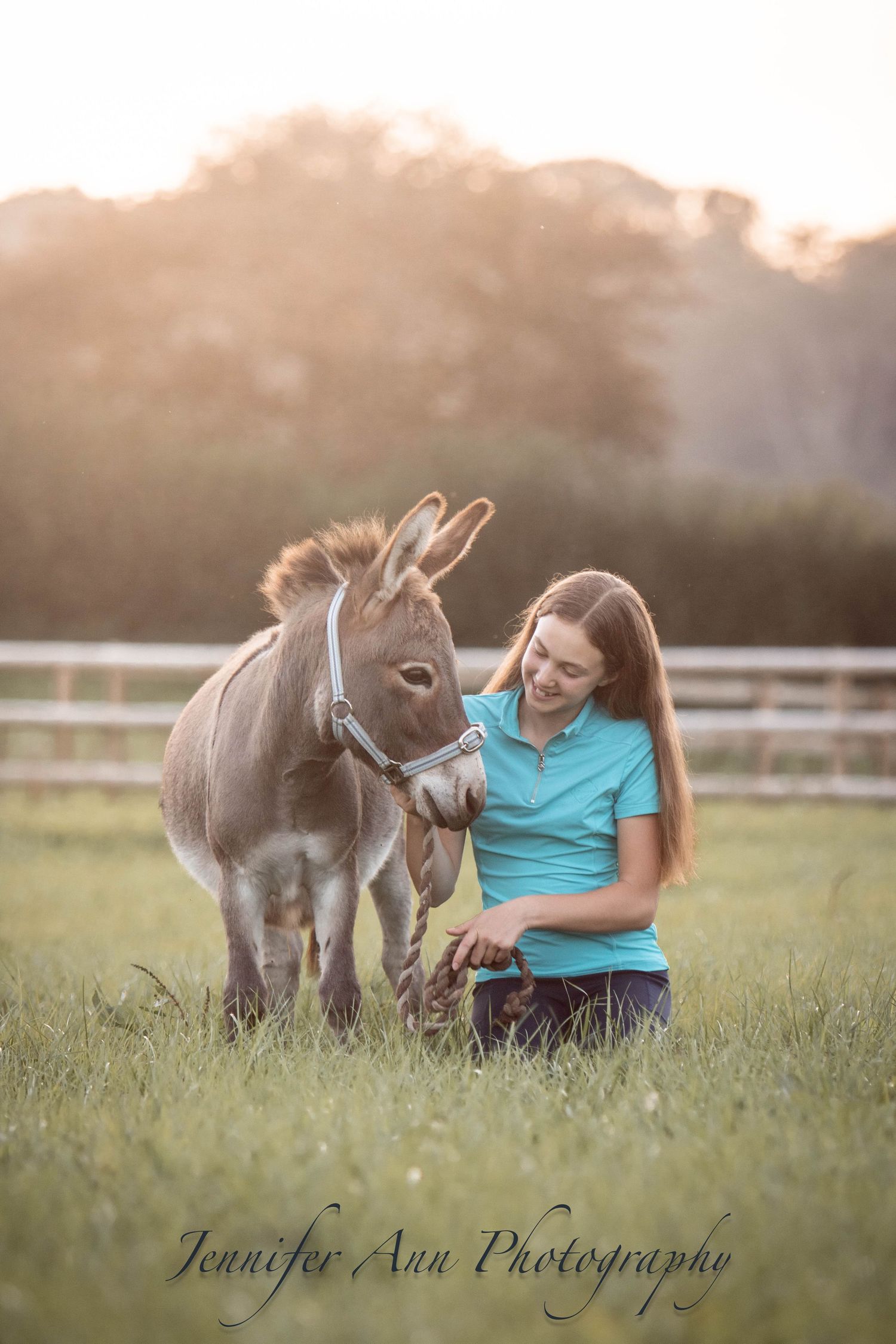 Sweet miniature donkeys interacting in a grassy field during golden hour sunset.