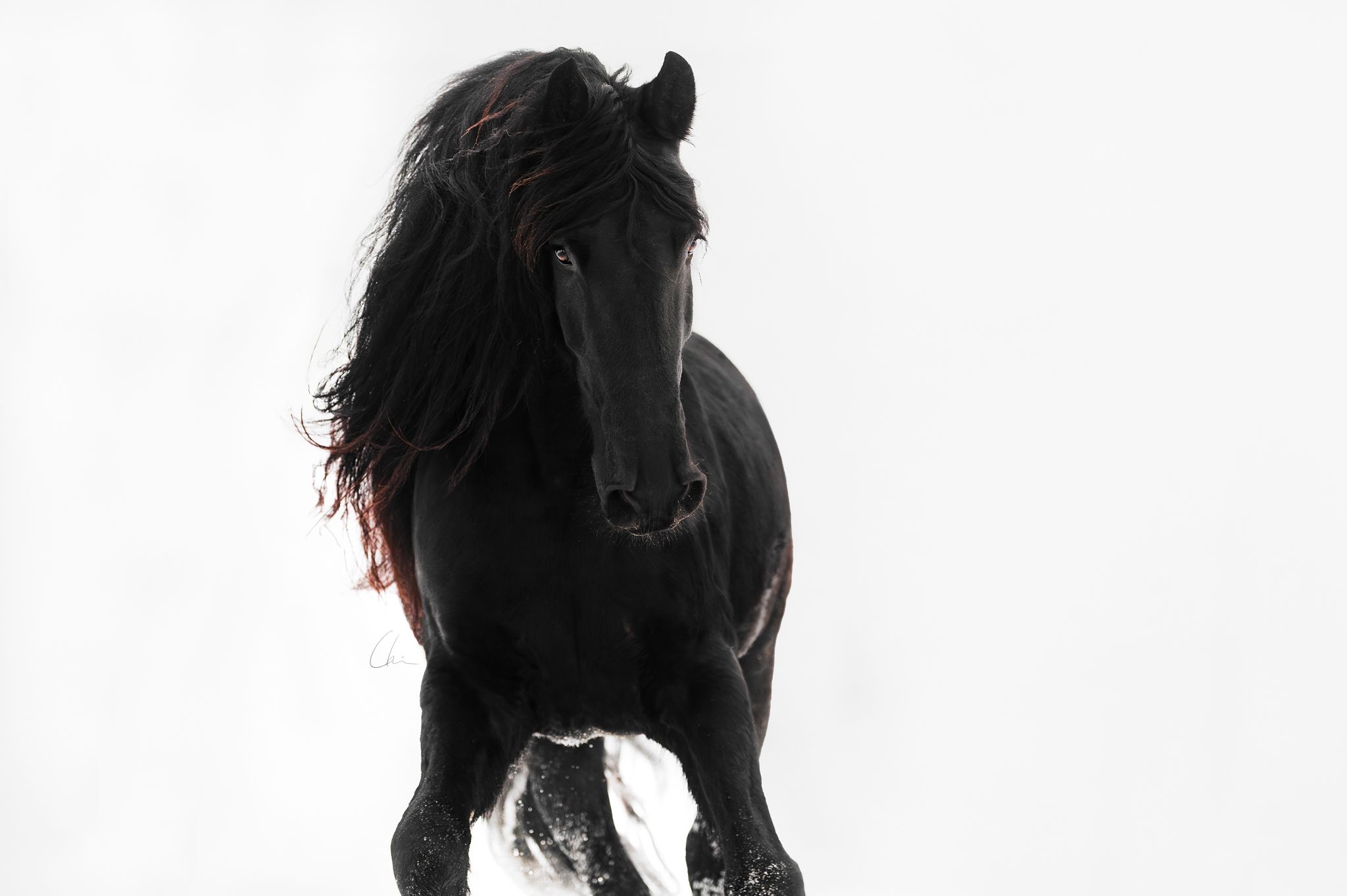 Hästar fotograf Sverige
