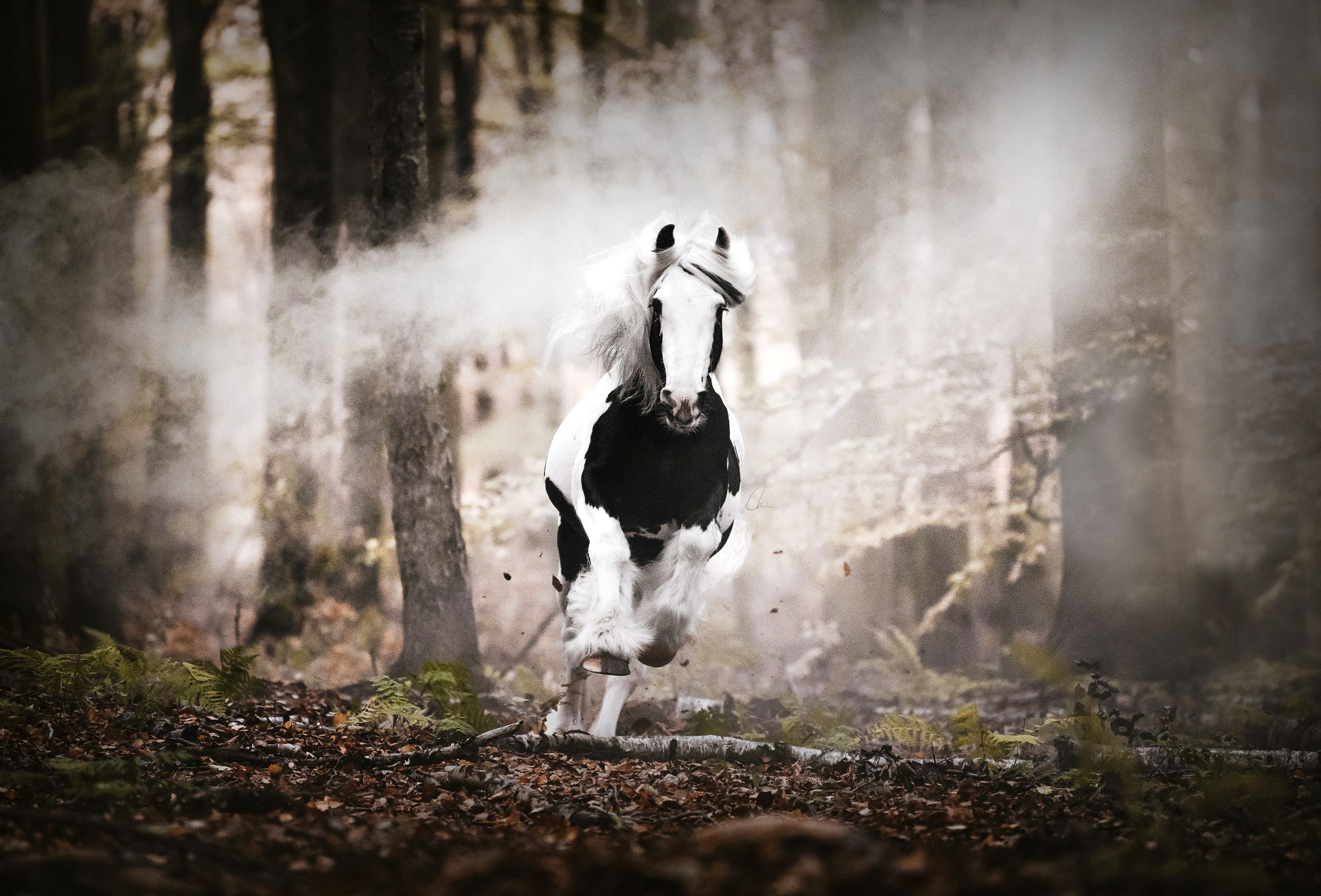 Irish cob hingst hästfotograf Sverige