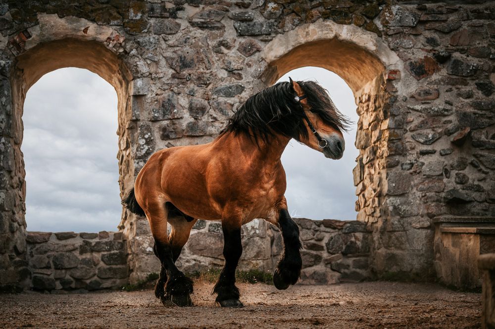 Svensk fotograf hästar djur Braehus ruin