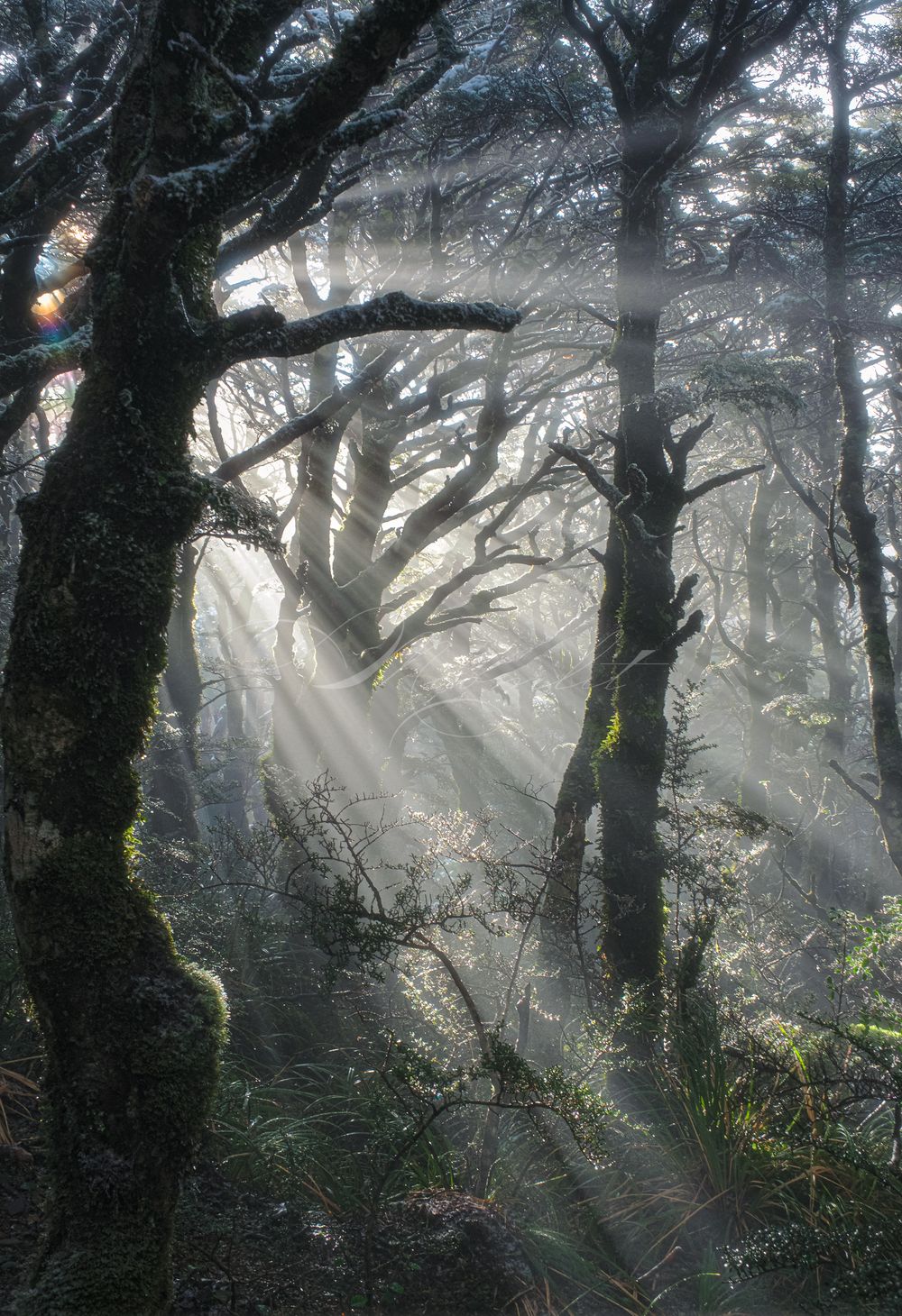 Sunlight Glow