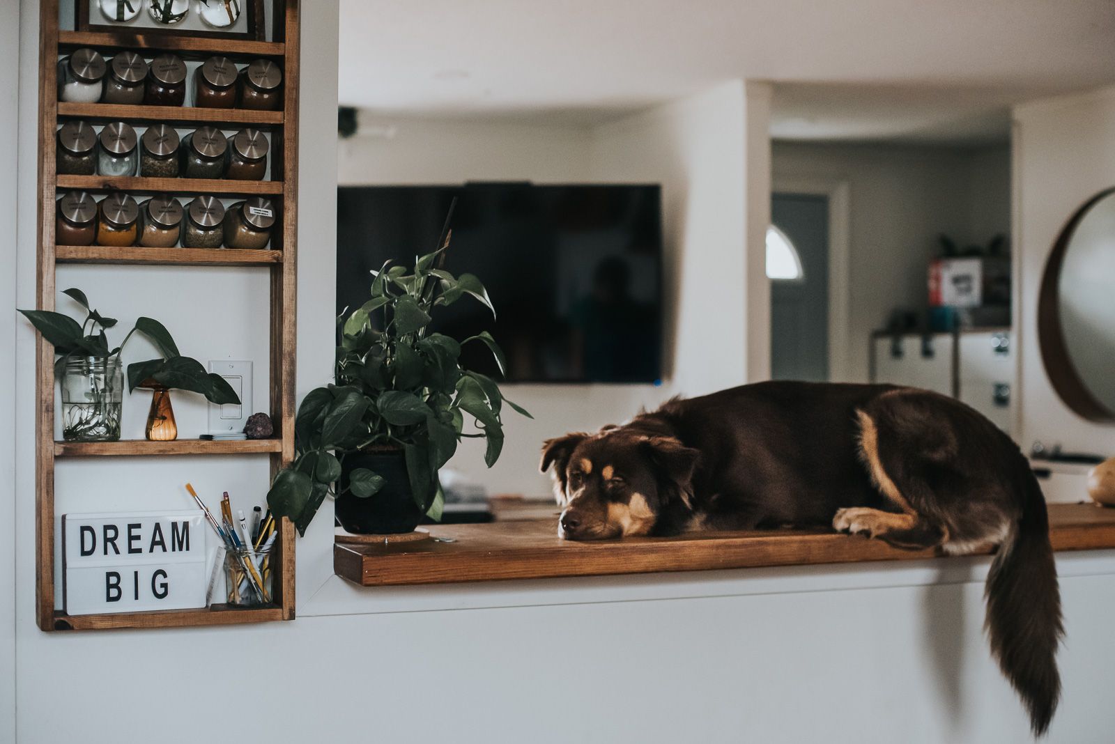 A large brown dog lays on the counter top with a sign near by that says 'Dream Big'