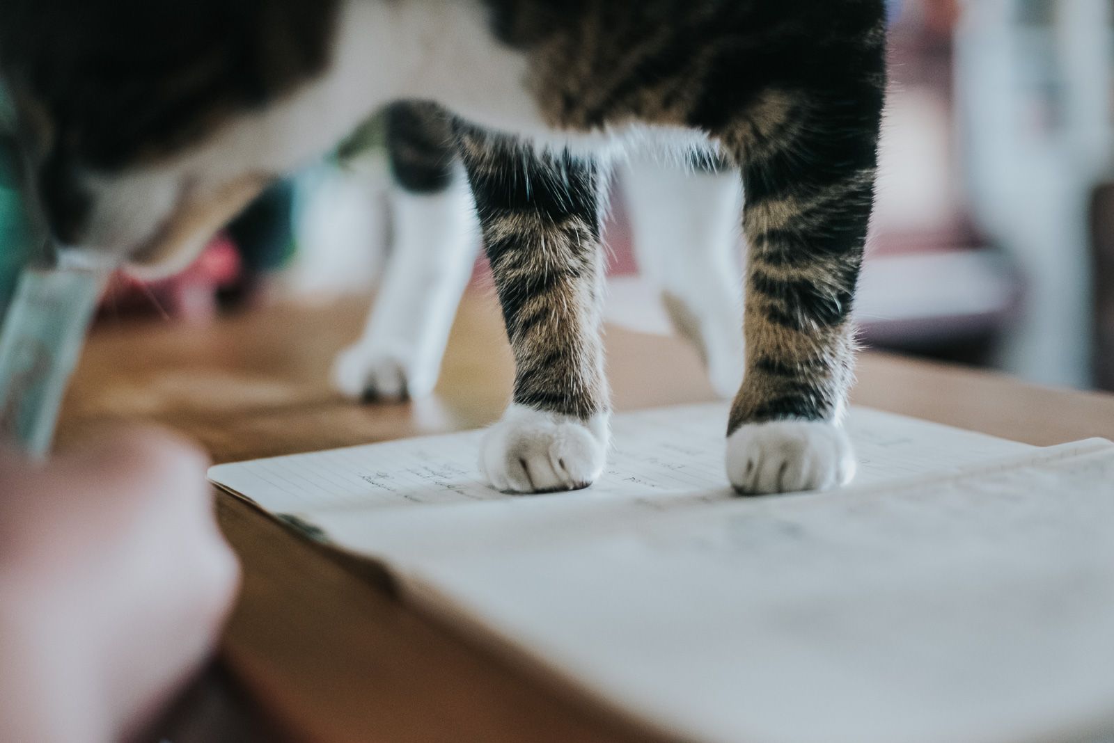 Close up image of a cat's paws as it stands eating a treat being fed to it.