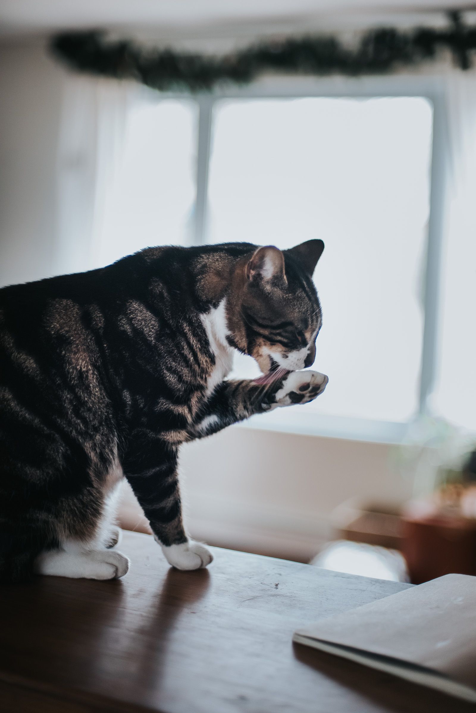 A tabby cat stands on a counter licking his front paw.