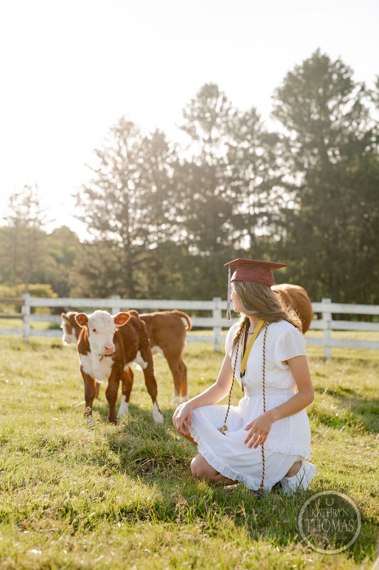 Graduate in cap and gown kneels in sunlit field with brown and white cows grazing nearby.