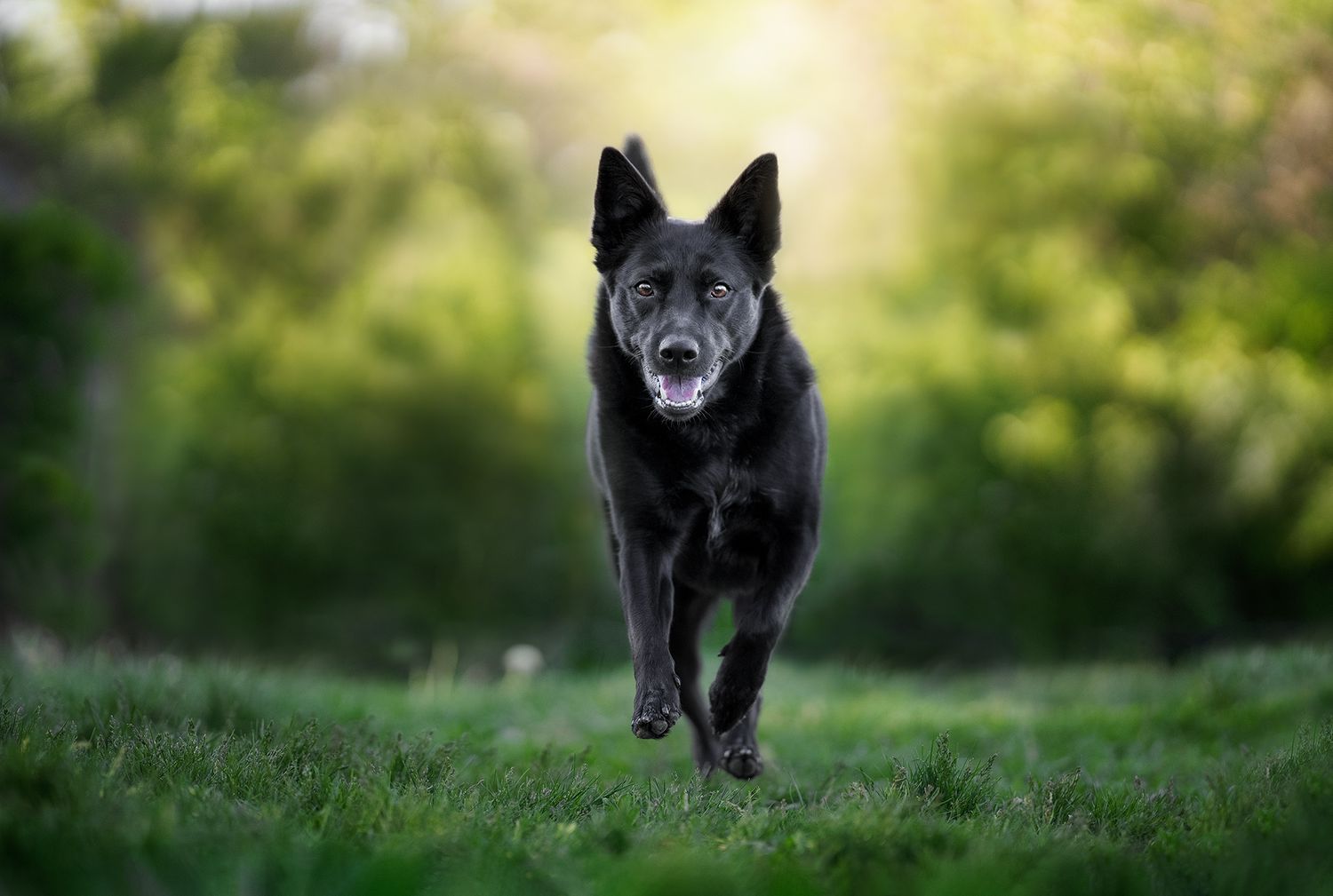 Professional portrait of a cattle dog mix running towards the camera, set against a sunset and forest in Parkville, MO