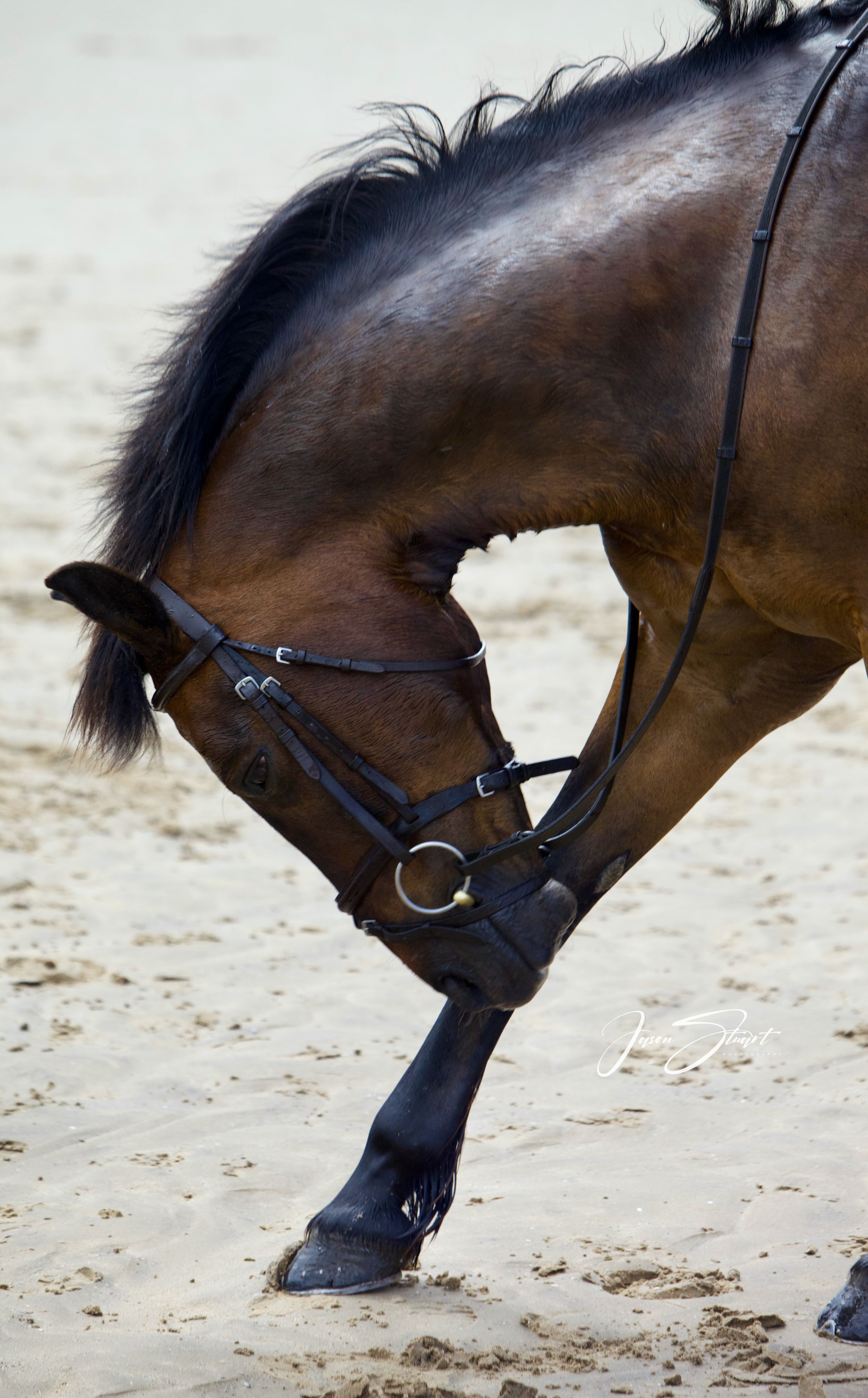 Jason Stuart Photography , West Yorkshire Wedding Photographer-pet photography - Equine Showjumping Horse Photographer