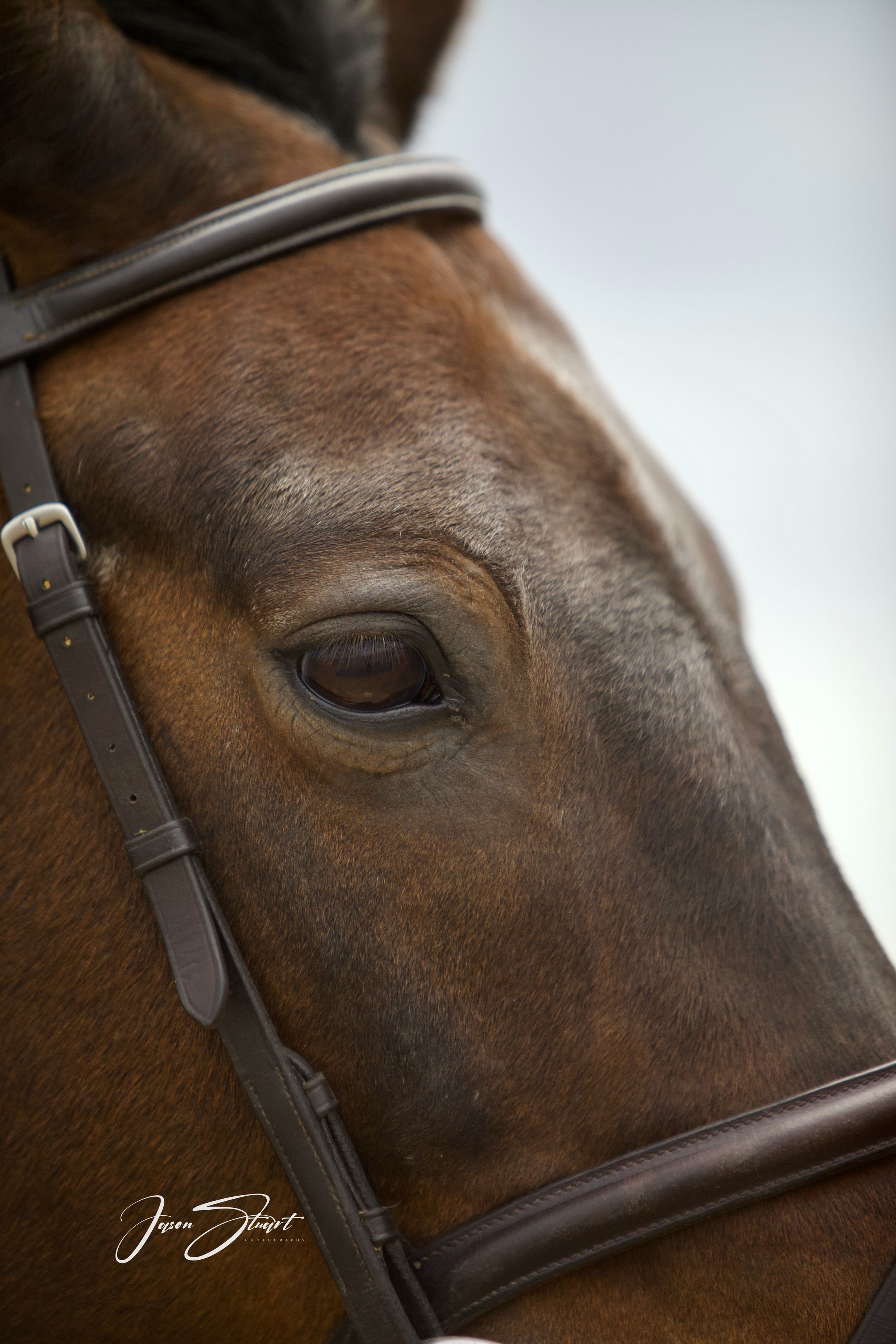 Jason Stuart Photography , West Yorkshire Wedding Photographer-pet photography - Equine Showjumping Horse Photographer