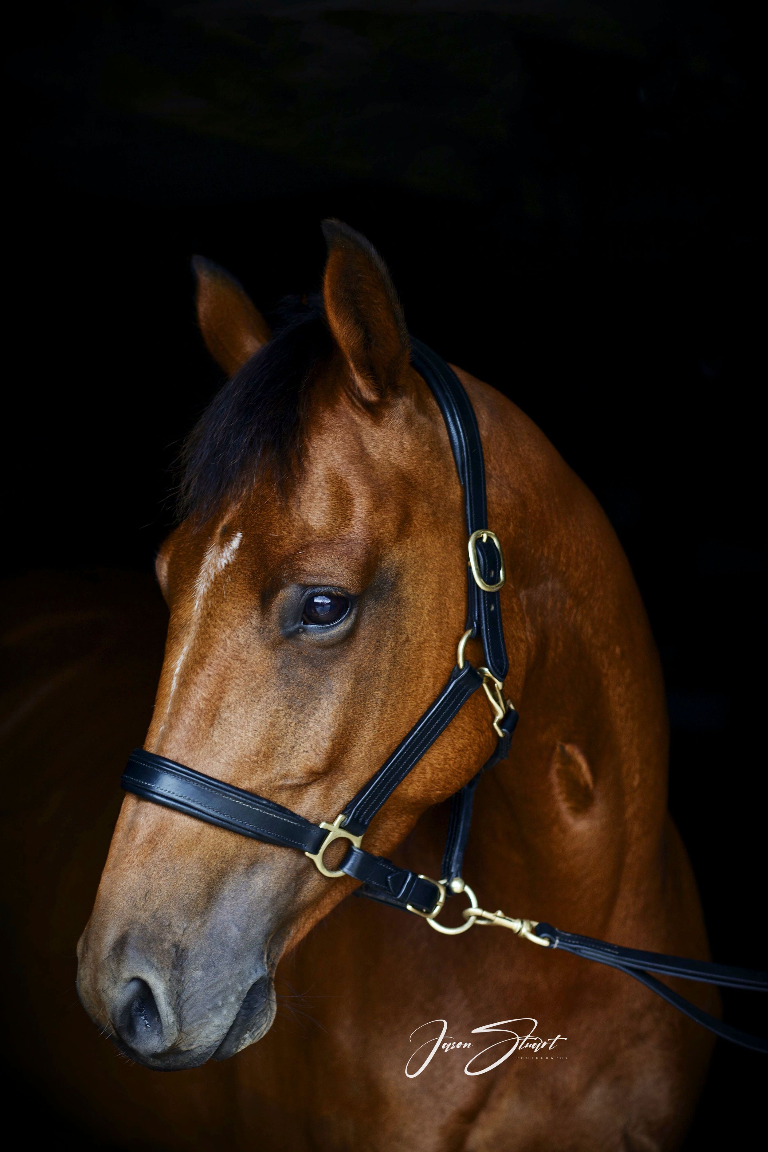 Jason Stuart Photography , West Yorkshire Wedding Photographer-pet photography - Equine Showjumping Horse Photographer