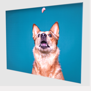 Fetch Light Photography canvas: Elevate your space with unique dog art in Wildomar, CA