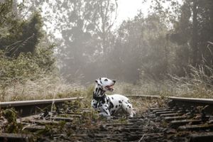A misty forest scene with dogs walking along a rustic wooden fence.
