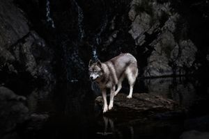 Wolf standing on rocky outcrop in dark cave setting.