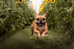 Dogs playing in a garden with bright yellow sunflowers in the background.