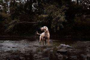 Dog playing in shallow river water surrounded by rocks and trees.