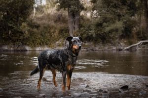 A dog stands in a shallow stream surrounded by nature and forest scenery.