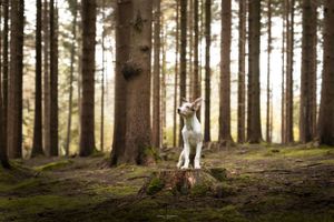Sunlit forest with tall pine trees creating dramatic shadows on the forest floor.