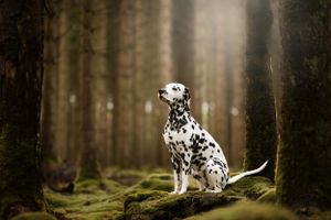 A Dalmatian dog sits among mossy tree trunks in a mystical forest setting.