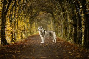 Wolf walking along tree-lined path covered in fallen autumn leaves.