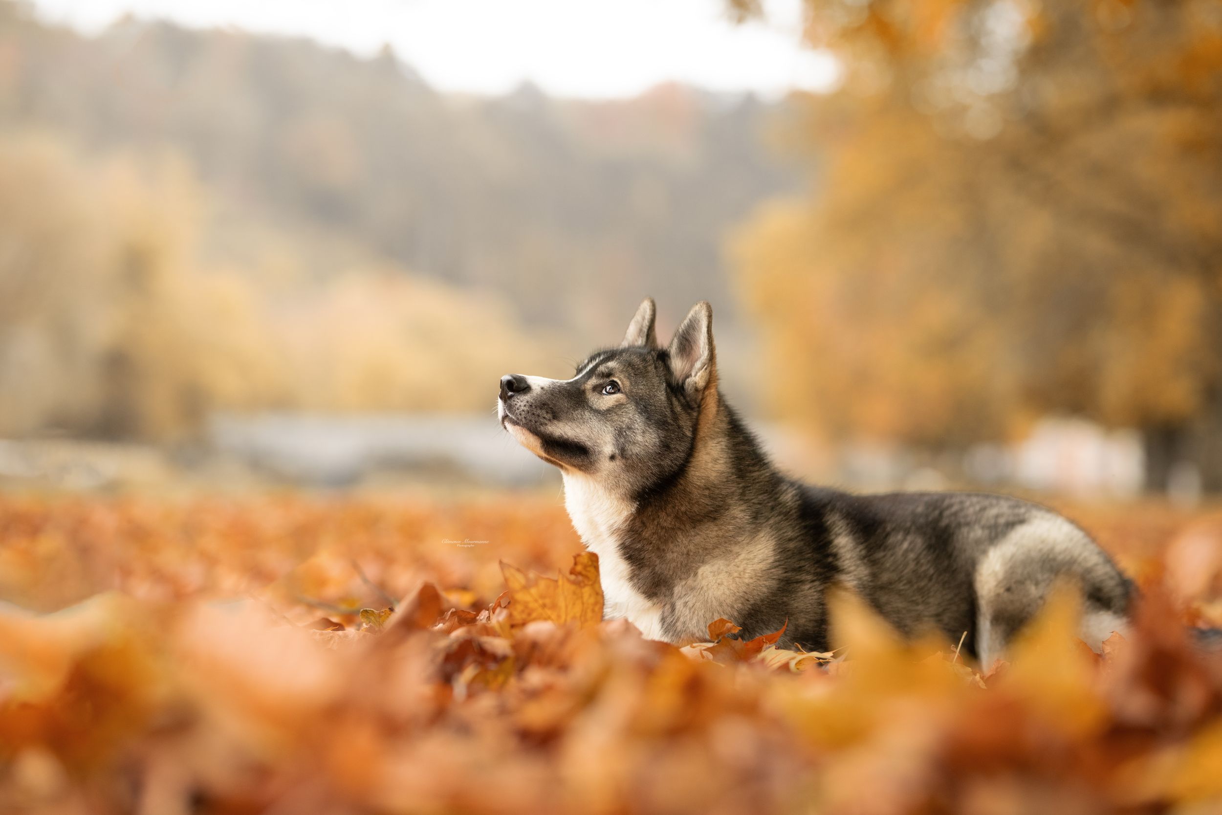 Wolf portrait with autumn foliage in soft bokeh background.