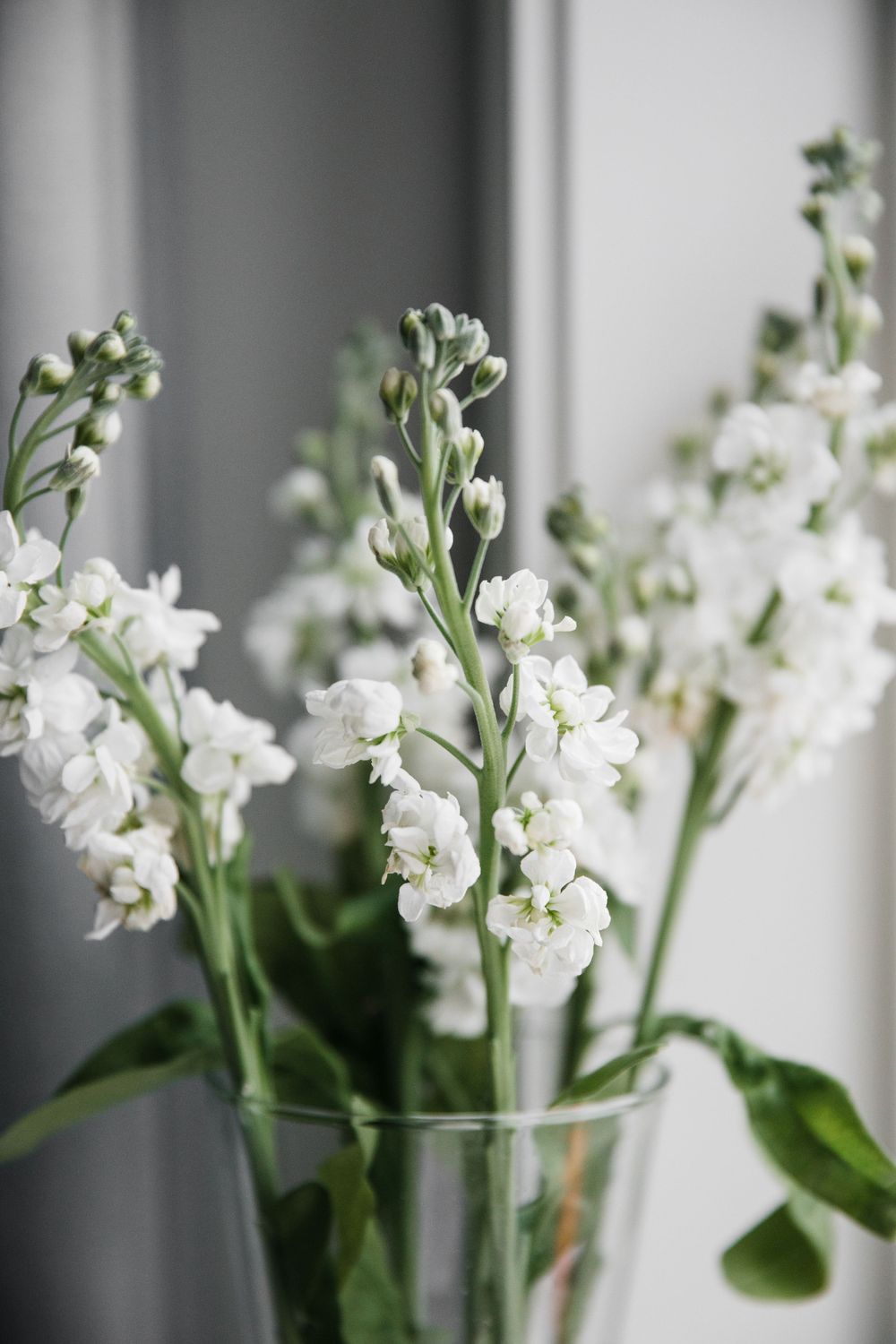 White stock flowers in full bloom arranged in clear glass vase against grey background.