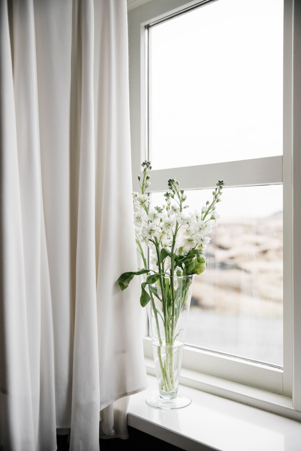 White delphinium flowers in a glass vase by a window with white curtains and muted outdoor view.