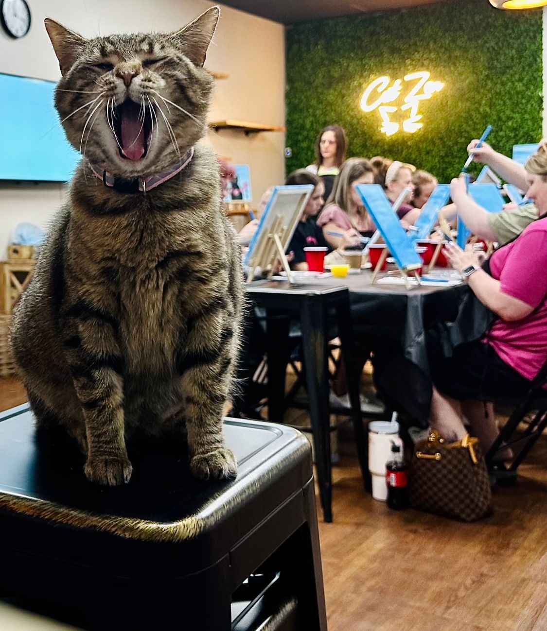 A grey cat yawning and making funny faces while sitting on a chair at an event.