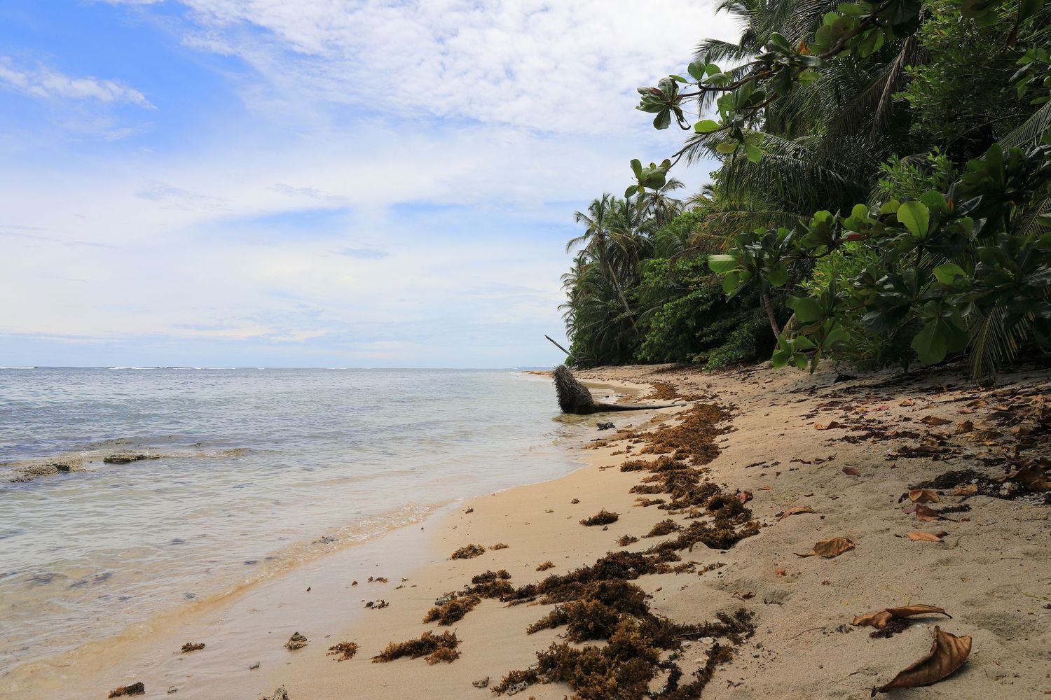 Rocky tropical beach with clear blue water and lush vegetation on the coastline.