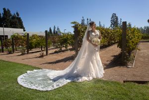 A stunning bridal portrait in a vineyard setting with a long cathedral veil and lace dress.