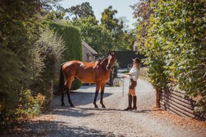 horse-photography