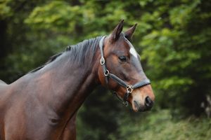 horse-photography