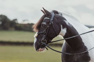 horse-photography