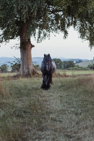 horse-photography