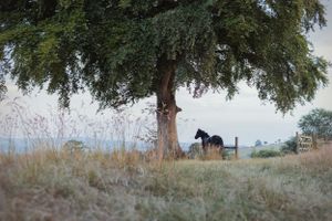 horse-photography