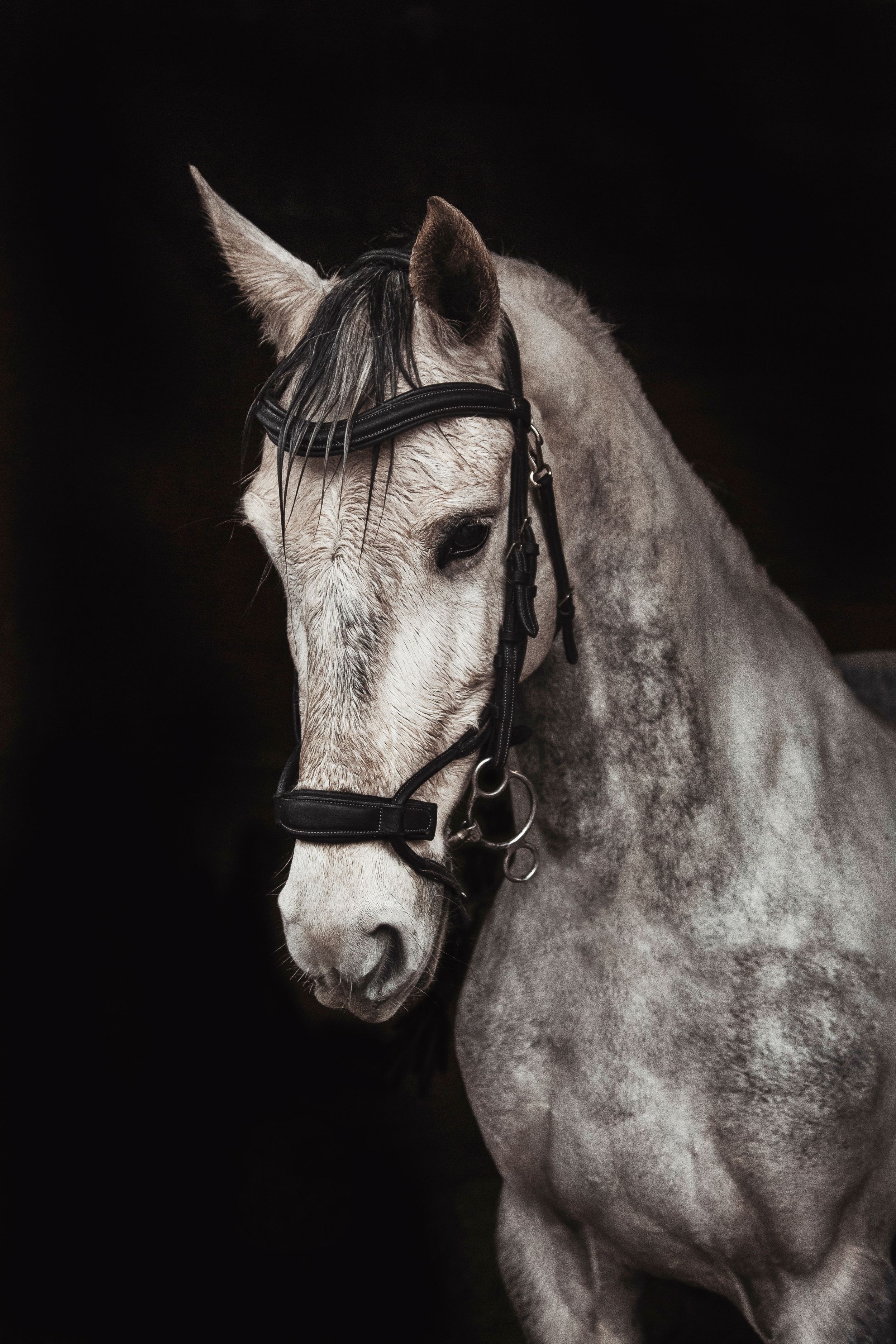horse-photography