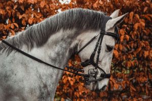 horse-photography
