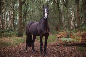 horse-photography